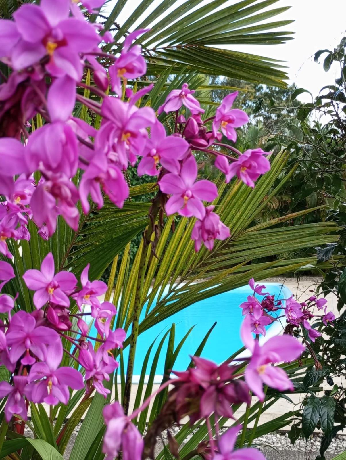 נובו ארנל Lakegardens Arenal Condos מראה חיצוני תמונה