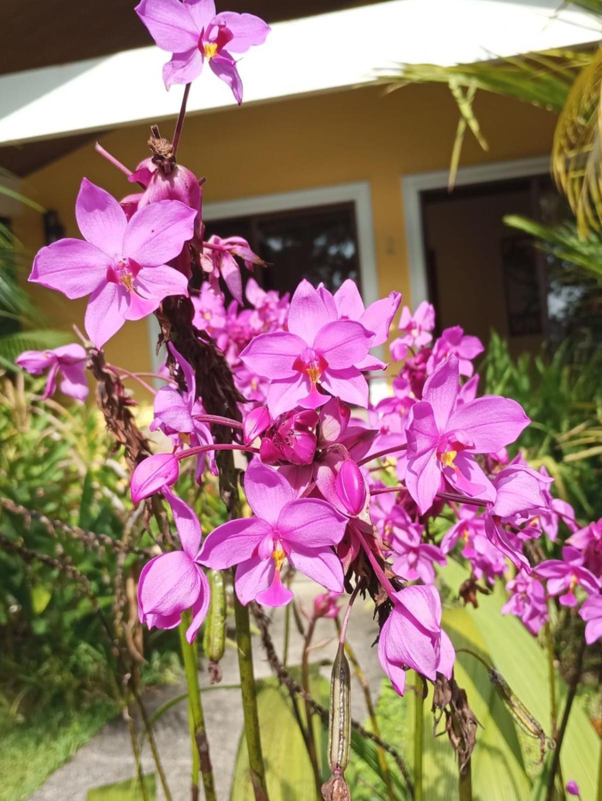 נובו ארנל Lakegardens Arenal Condos מראה חיצוני תמונה