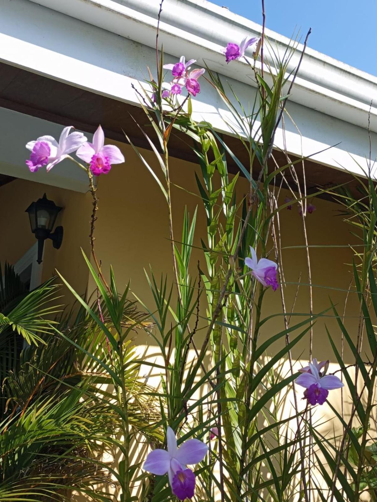 נובו ארנל Lakegardens Arenal Condos מראה חיצוני תמונה
